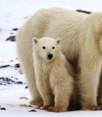 Полярный медведь для детей Интересные вопросы о белых медведях