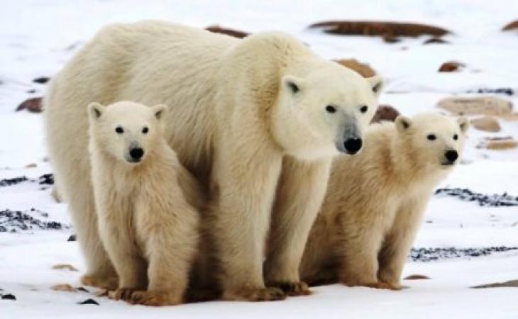 Полярный медведь для детей Интересные вопросы о белых медведях